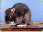 rat control Wilmslow
